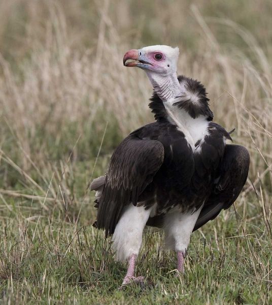 Kenya White-headed vulture standing in grass